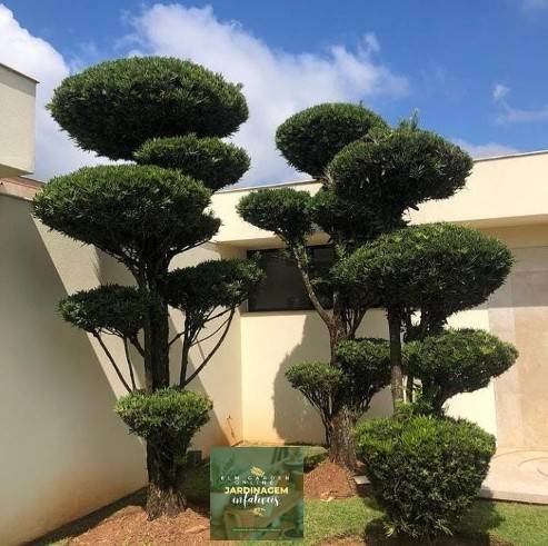 ELM Garden Online JARDINAGEM e PAISAGISMO 3